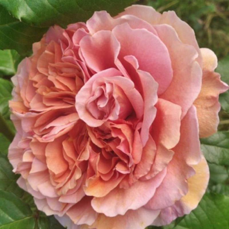 Роза  Belle d’Anjou