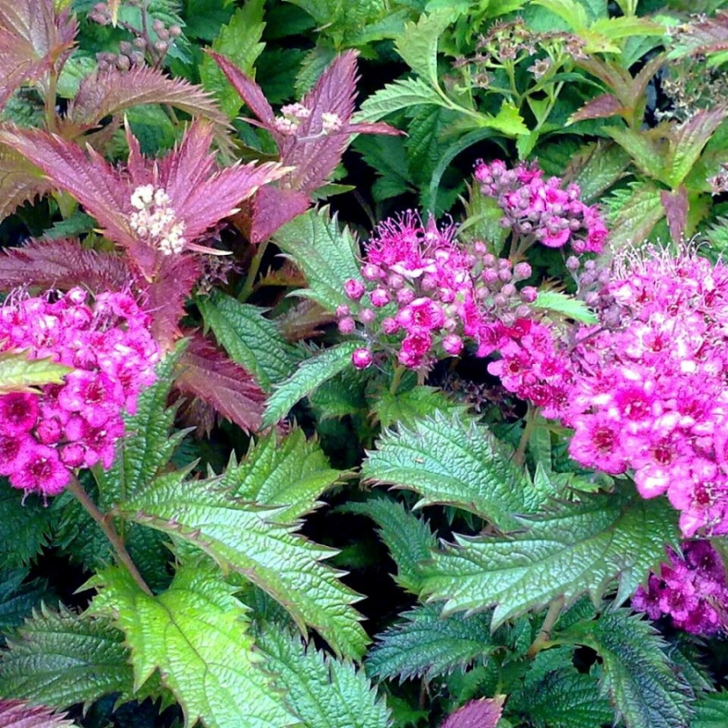 Спирея японская Crispa