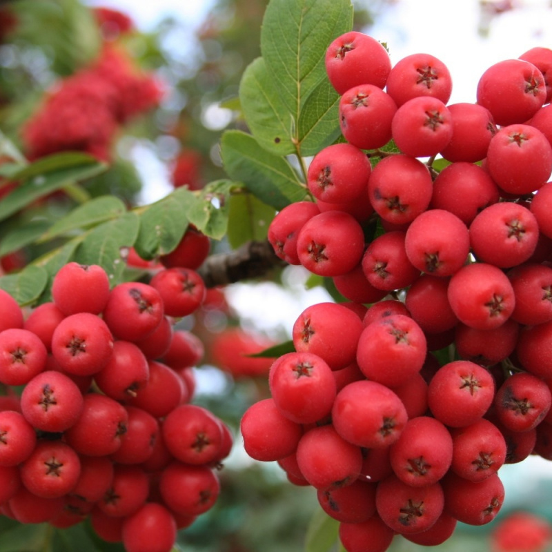 Рябина Алая крупная