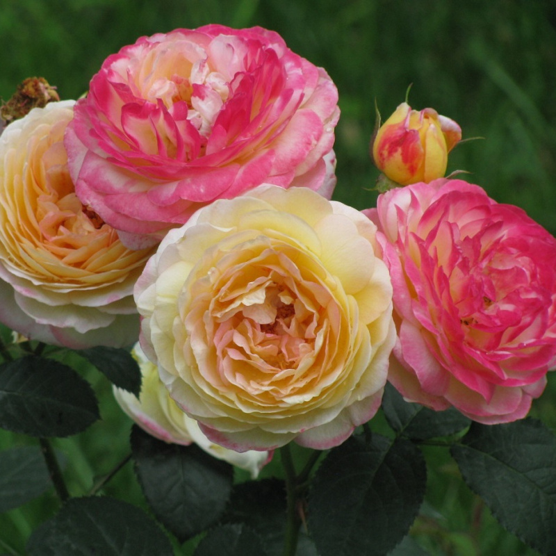 Роза Rosomane Janon