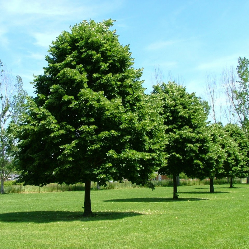 Липа мелколистная Greenspire
