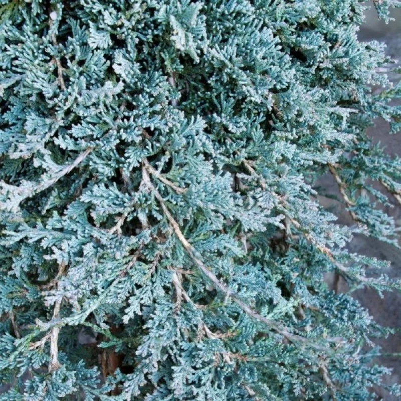 Можжевельник горизонтальный Icee Blue