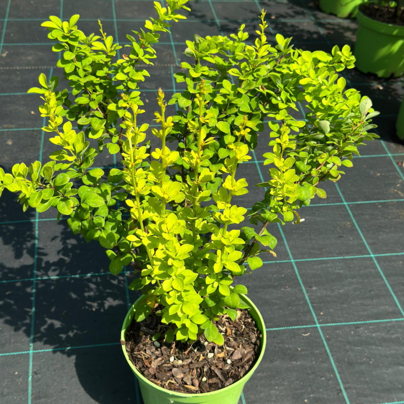 Барбарис тунберга Maria