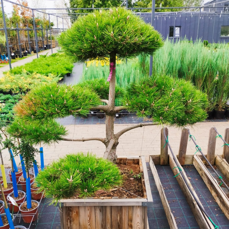 БОНСАЙ Сосна черная 