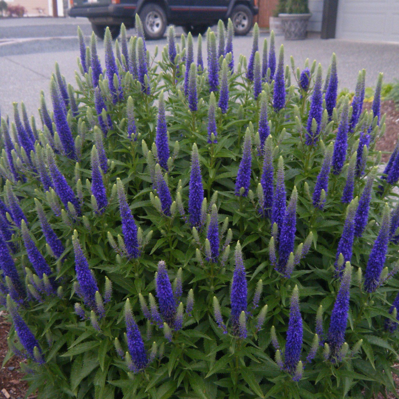 Вероника колосистая Royal Candles