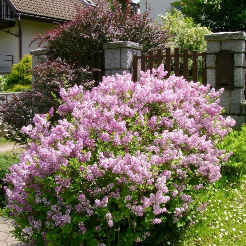 Сирень мейера Palibin