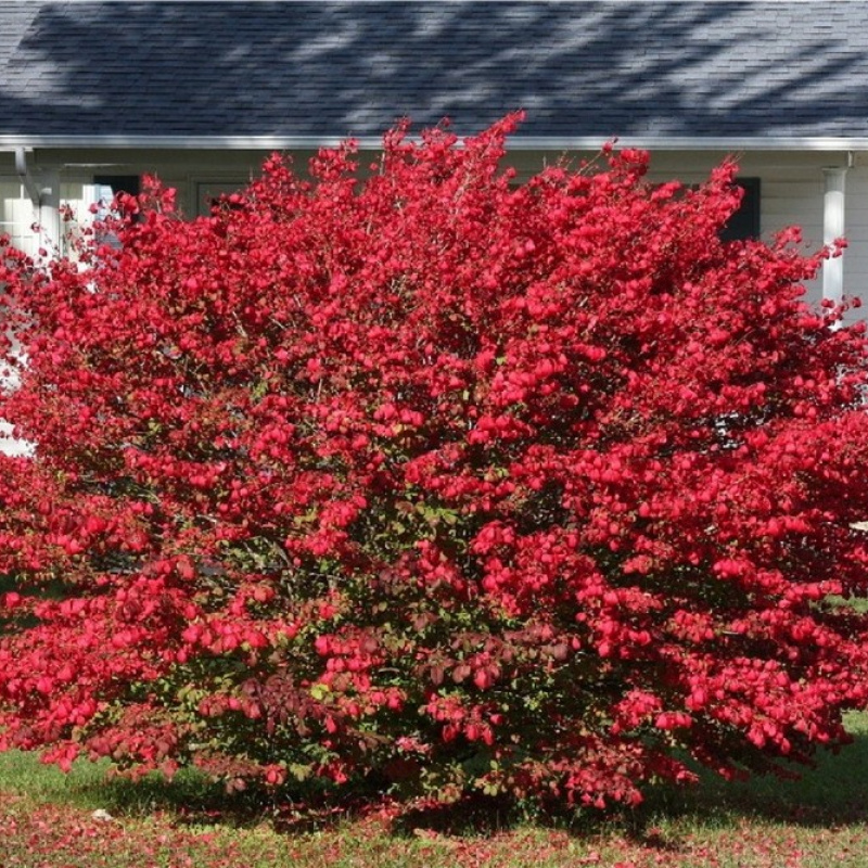 Бересклет крылатый Compactus