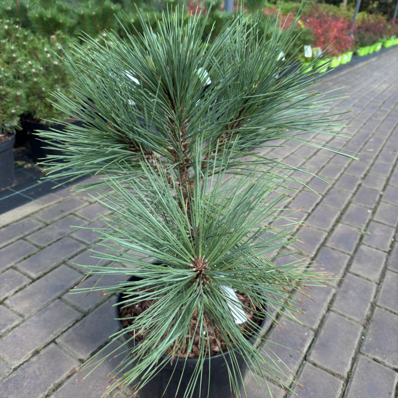 Сосна гибкая Joppi