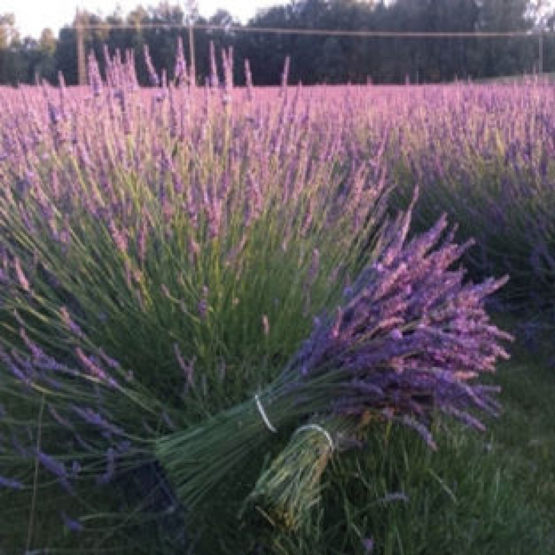 Лаванда узколистная Phenomenal