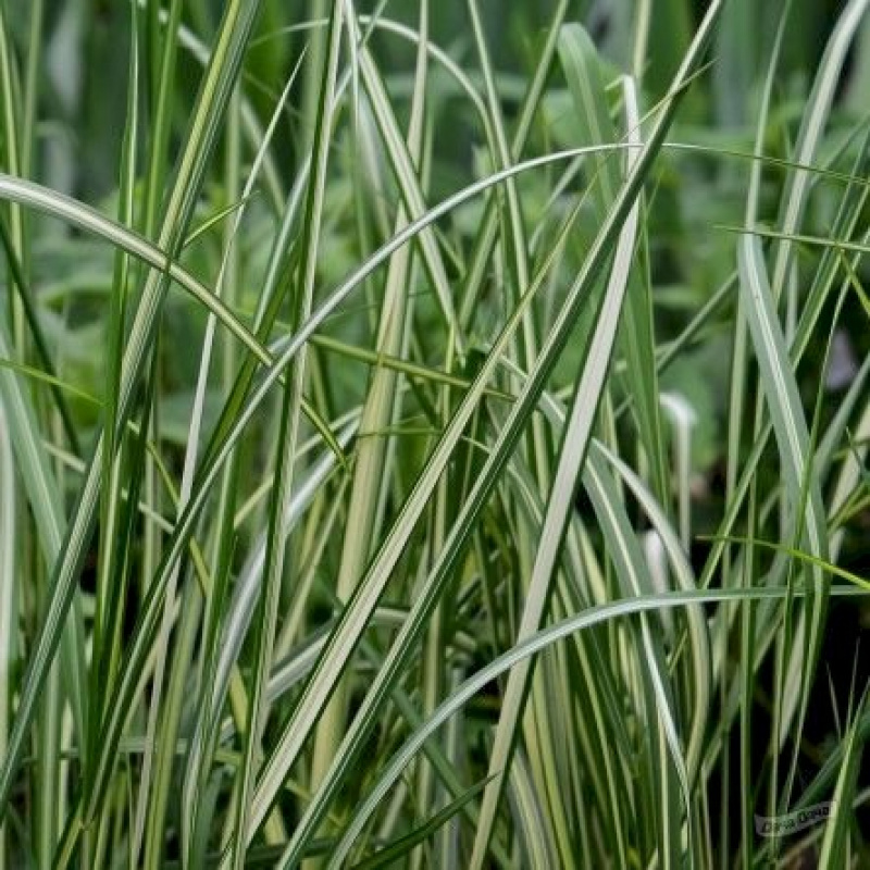 Вейник остроцветковый Avalanche