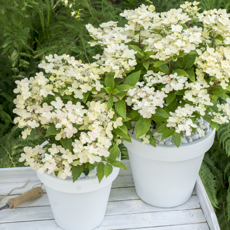 Гортензия метельчатая Polestar