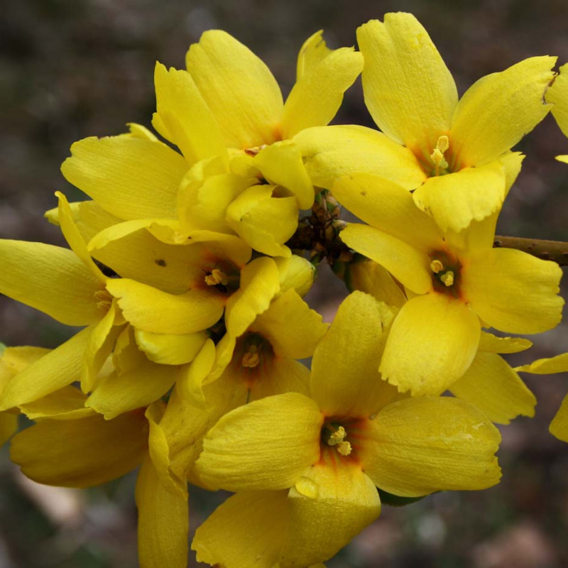 Форзиция промежуточная Goldrausch