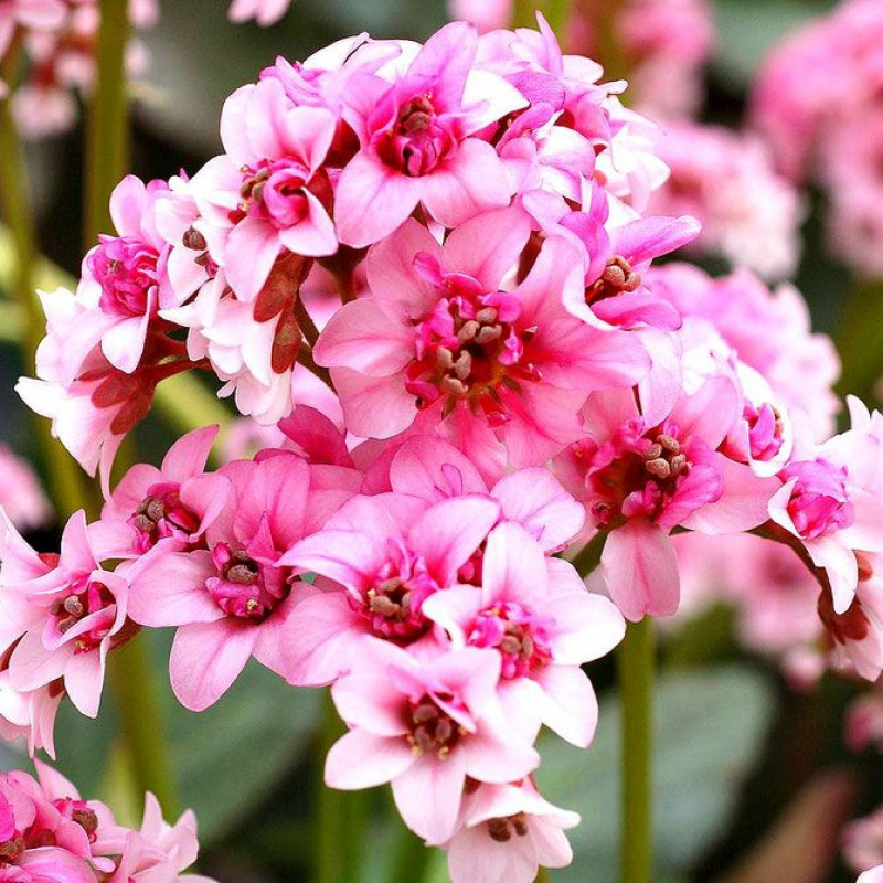 Бадан гибридный Pink Dragonfly