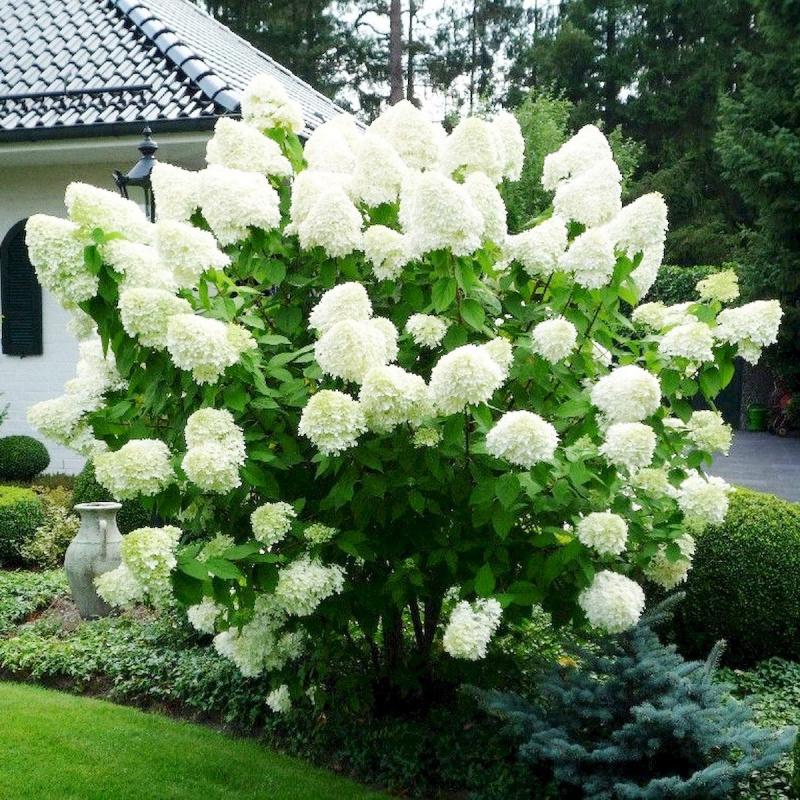 Гортензия метельчатая Polar Bear 