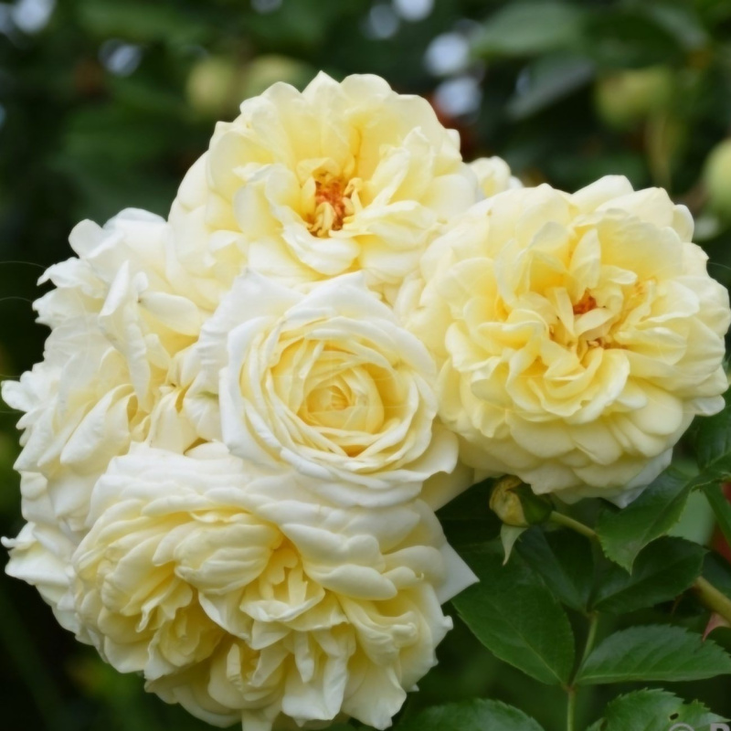 Роза Nadia  Meillandecor