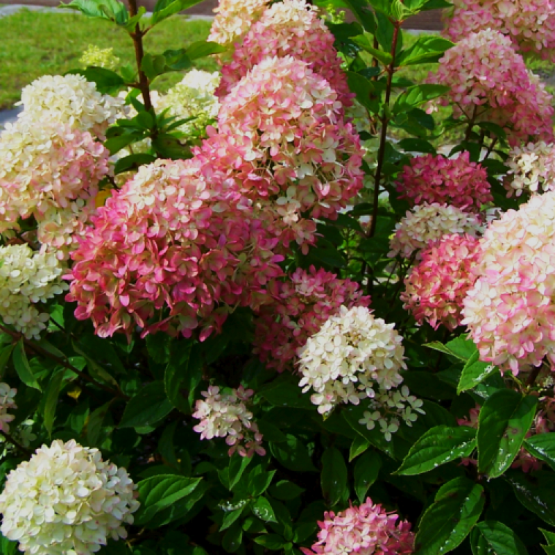 Гортензия метельчатая Bombshell