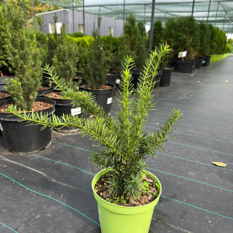 Тис средний Farmen