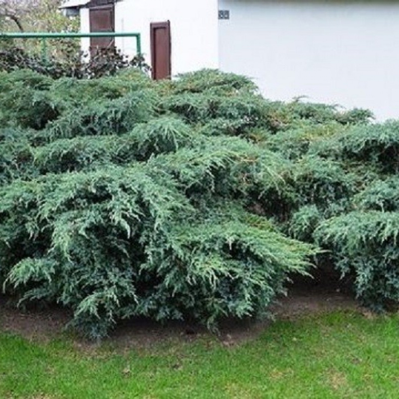 можжевельник чешуйчатый блю свит. можжевельник блю швед. можжевельник влю сведе. можжевельник чешуйчатый блю свид. можжевельник чешуйчатый блю швед.