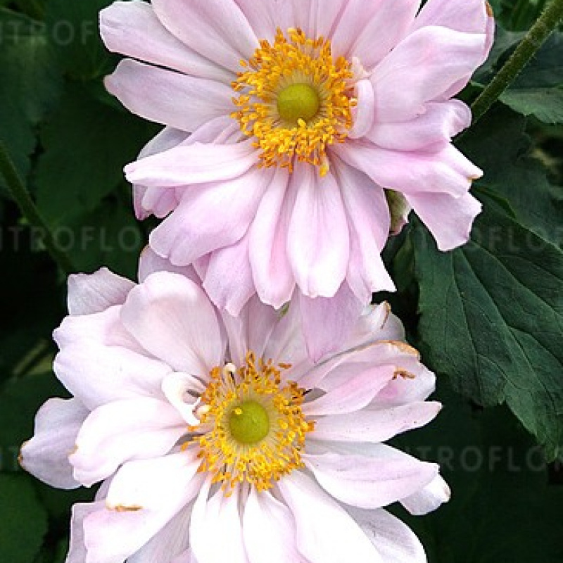 Анемона  Mont Rose