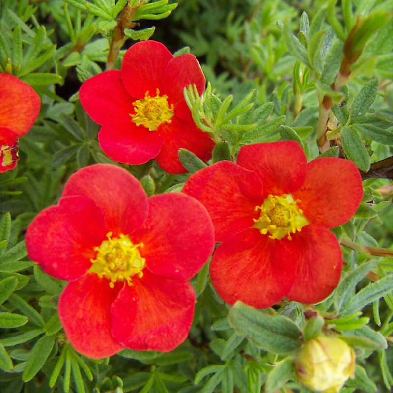 Лапчатка кустарниковая RED'ISSIMА
