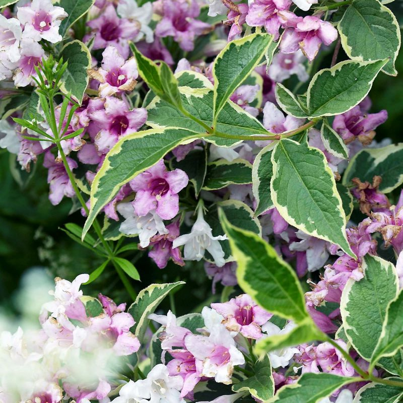 Вейгела цветущая Nana Variegata