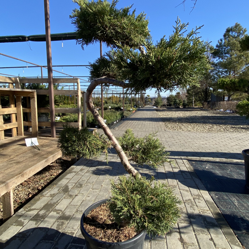 БОНСАЙ Можжевельник средний Pfitzeriana Aurea