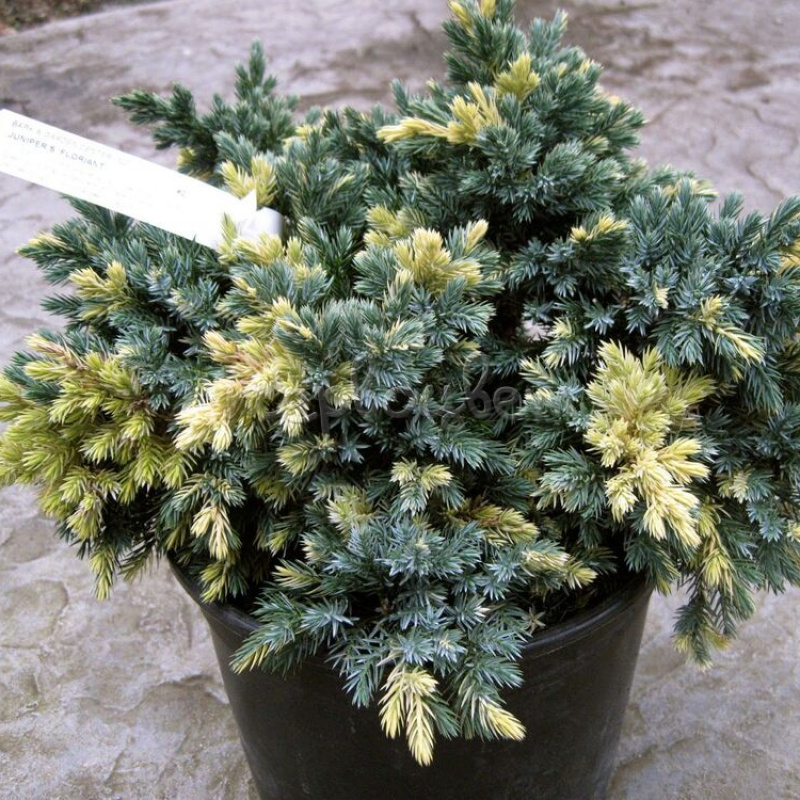 Можжевельник чешуйчатый Floreant