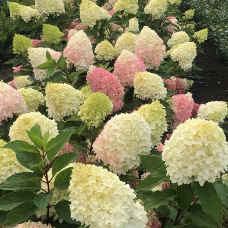 Гортензия метельчатая Pinkachu