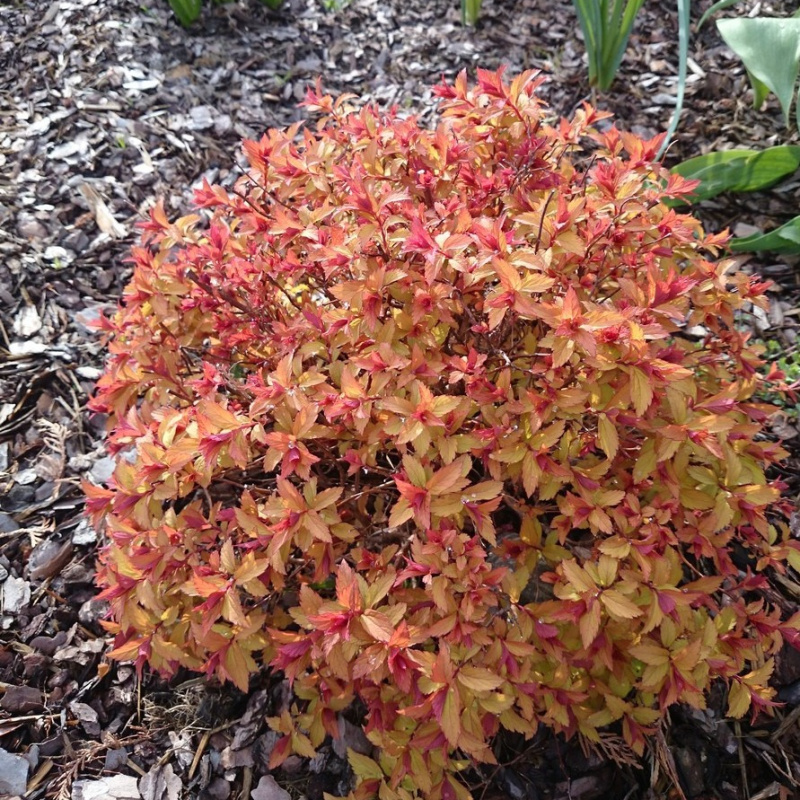 Спирея японская Magic Carpet