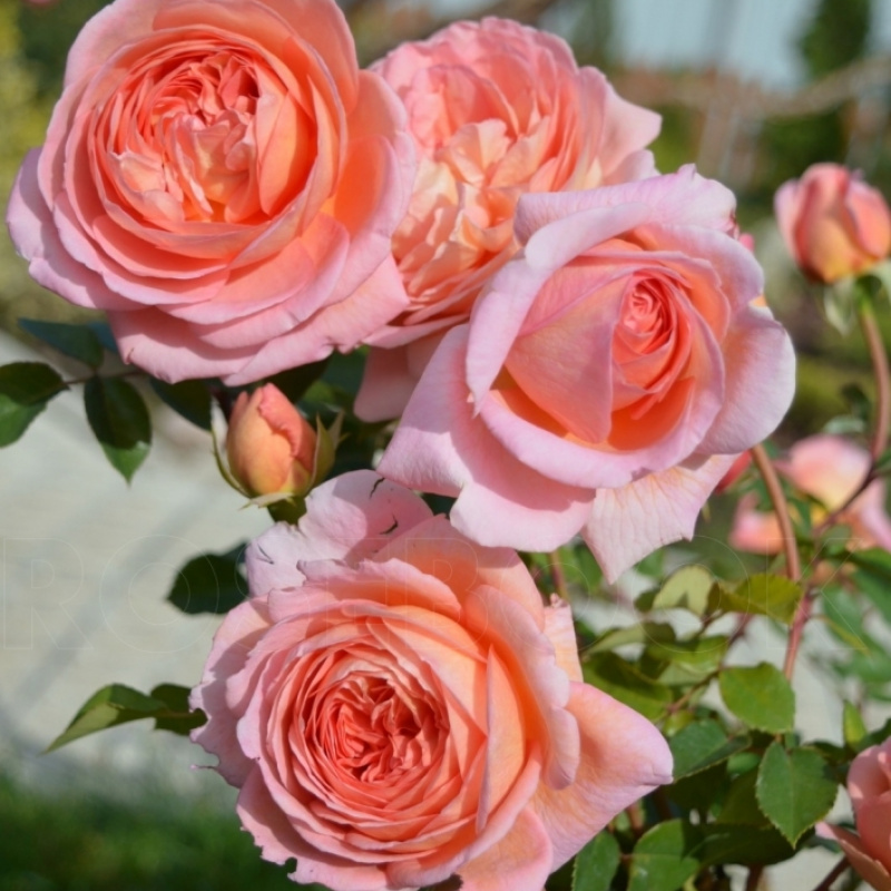 Роза Abraham Darby