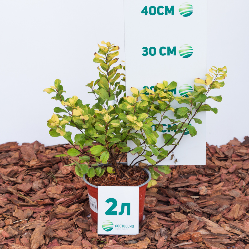 Спирея березолистная Tor Gold