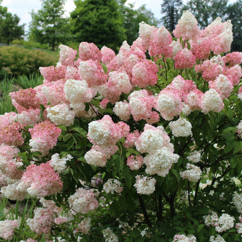 Гортензия метельчатая Vanille Fraise