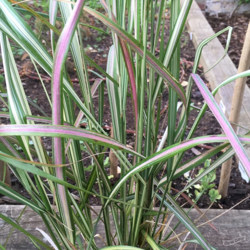 Вейник остроцветковый Avalanche