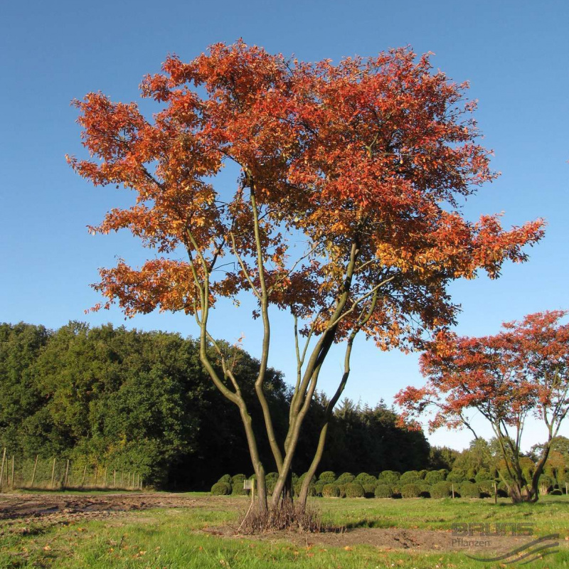 Ирга канадская Ламарка