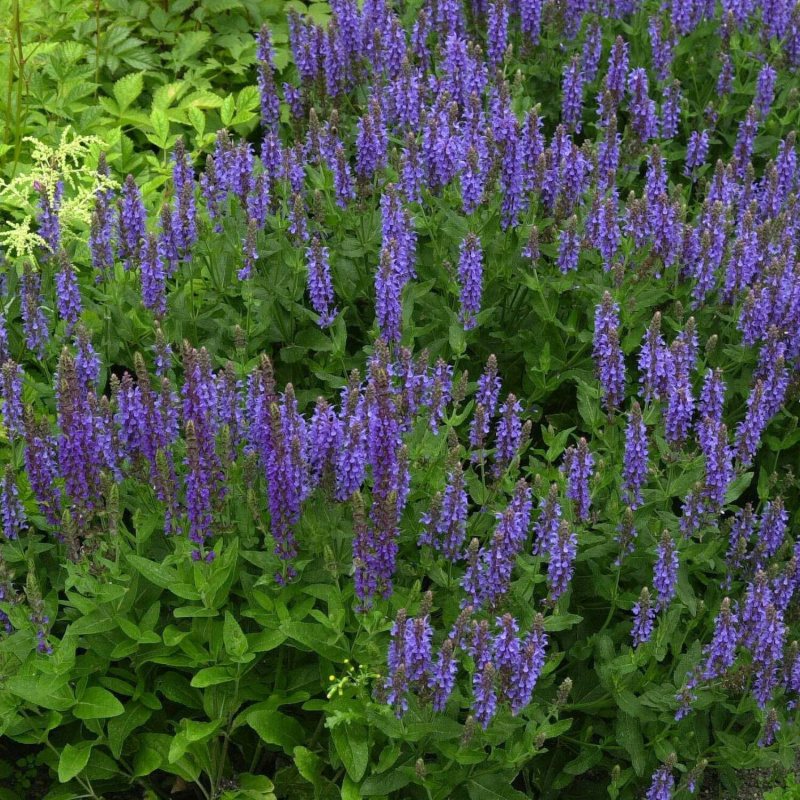 Шалфей дубравный Blauhügel