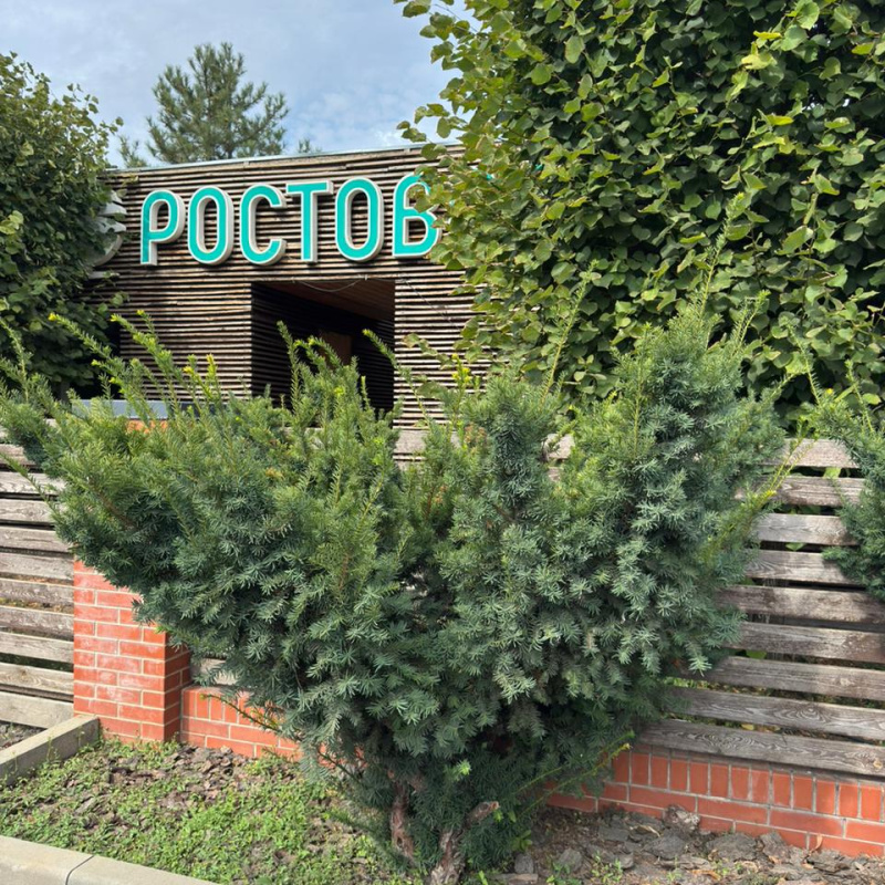 Тис средний Farmen