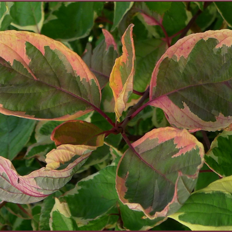 Дерен белый Cream Cracker