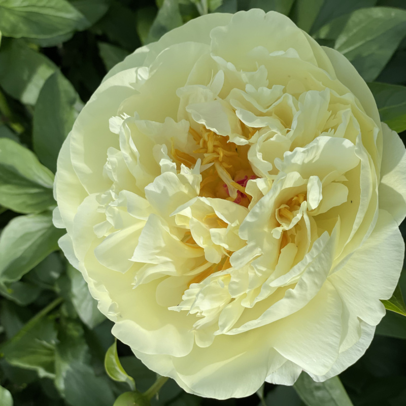 Пион `Lemon Chiffon`