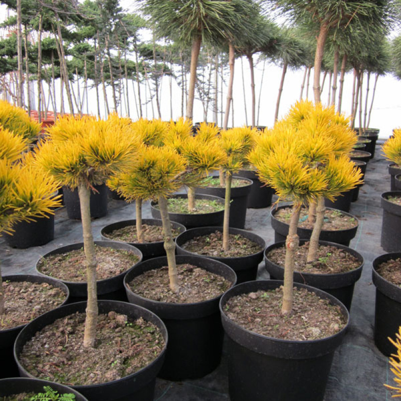 Сосна горная Carstens Winter gold