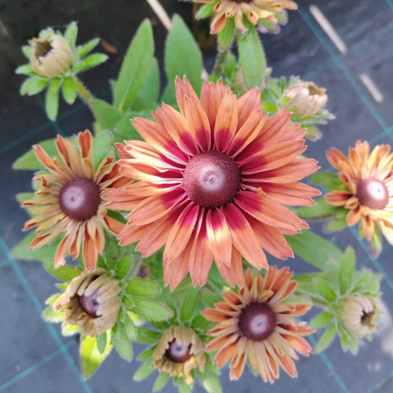 Рудбекия Flamenco Dark Orange