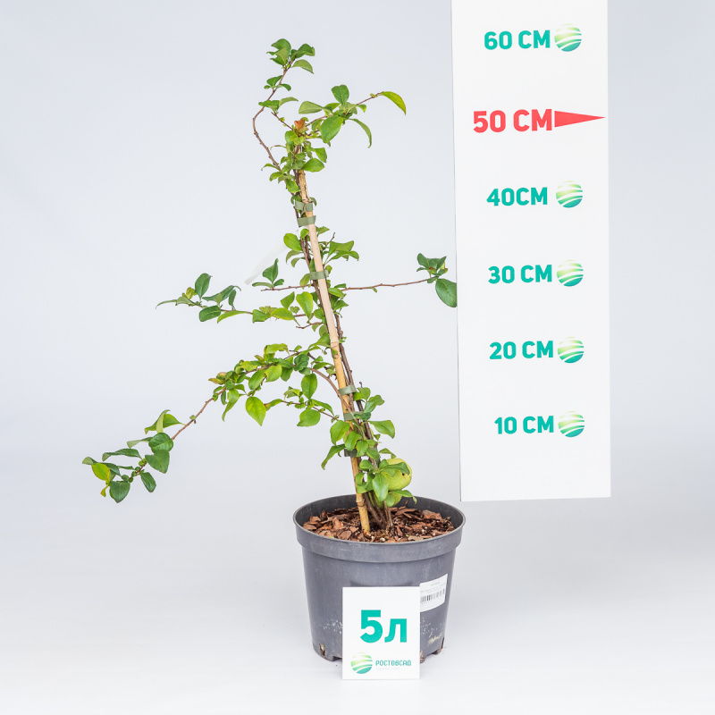 Айва гибридная Nicoline