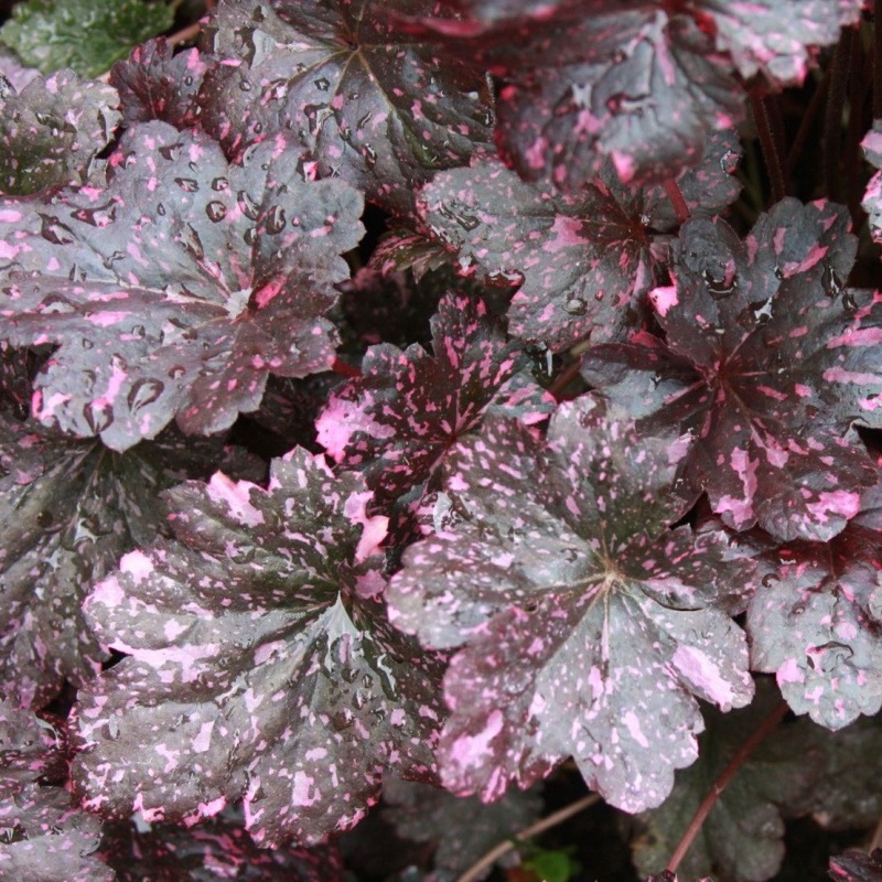 гейхера midnight rose select. гейхера миднайт роуз. гейхера ханни роуз. гейхера (heuchera) "миднайт роуз". гейхера роуз.