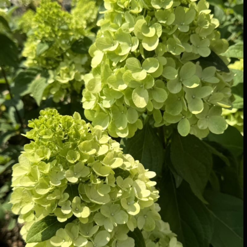 Гортензия метельчатая Mojito