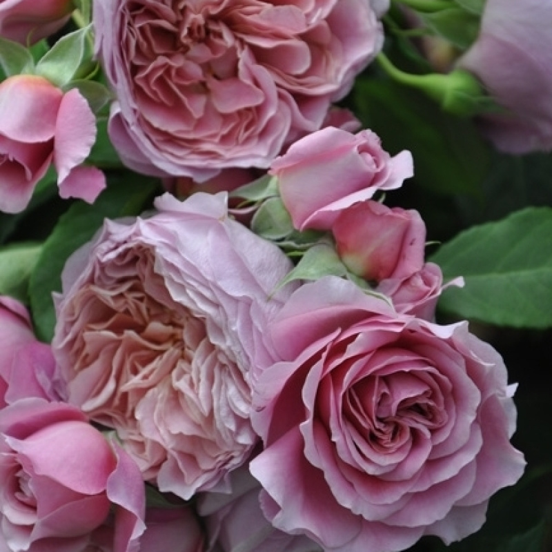 Роза Robe a la francaise