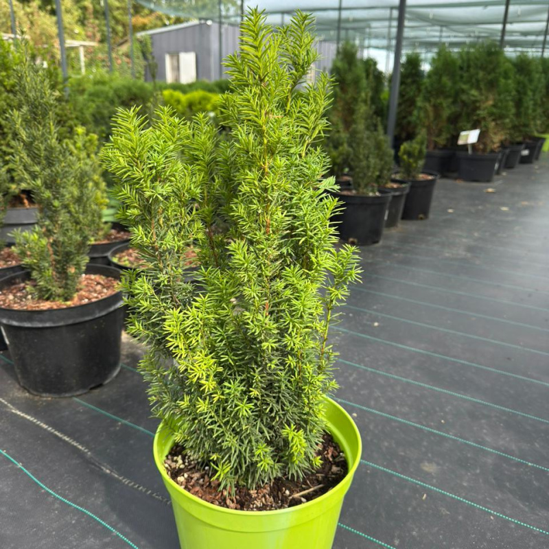 Тис средний 