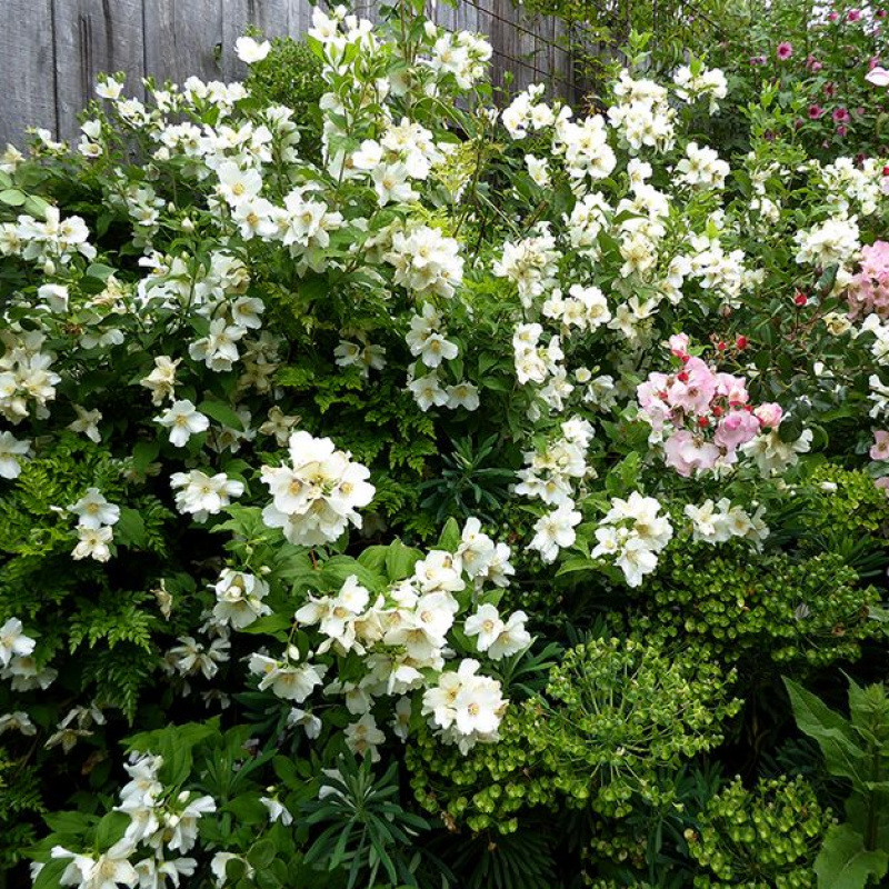 Чубушник Belle etoile