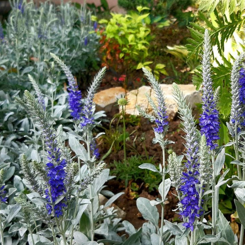 Вероника седая