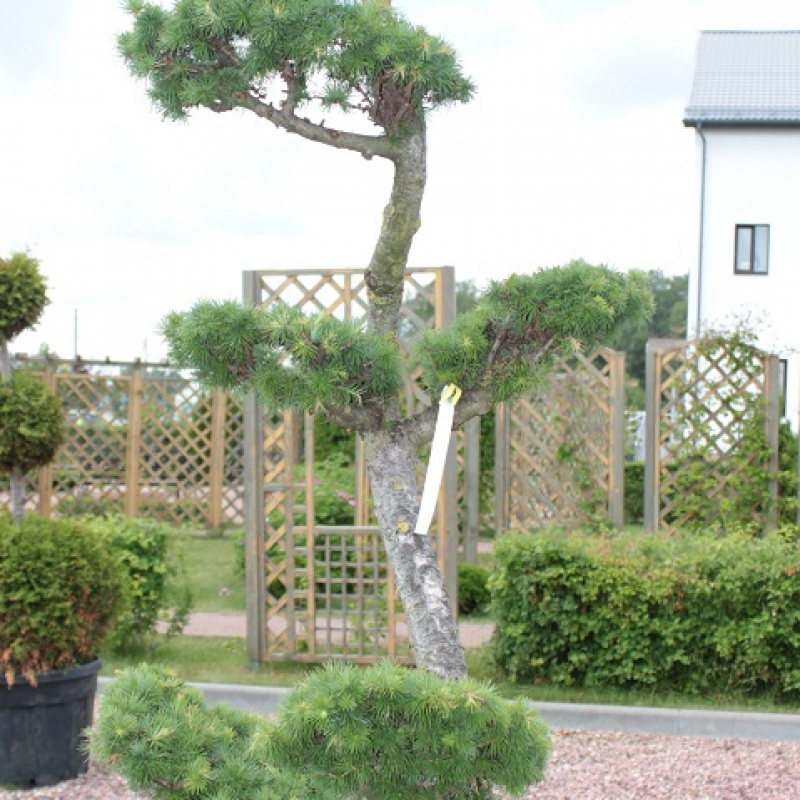 БОНСАЙ Лиственница  