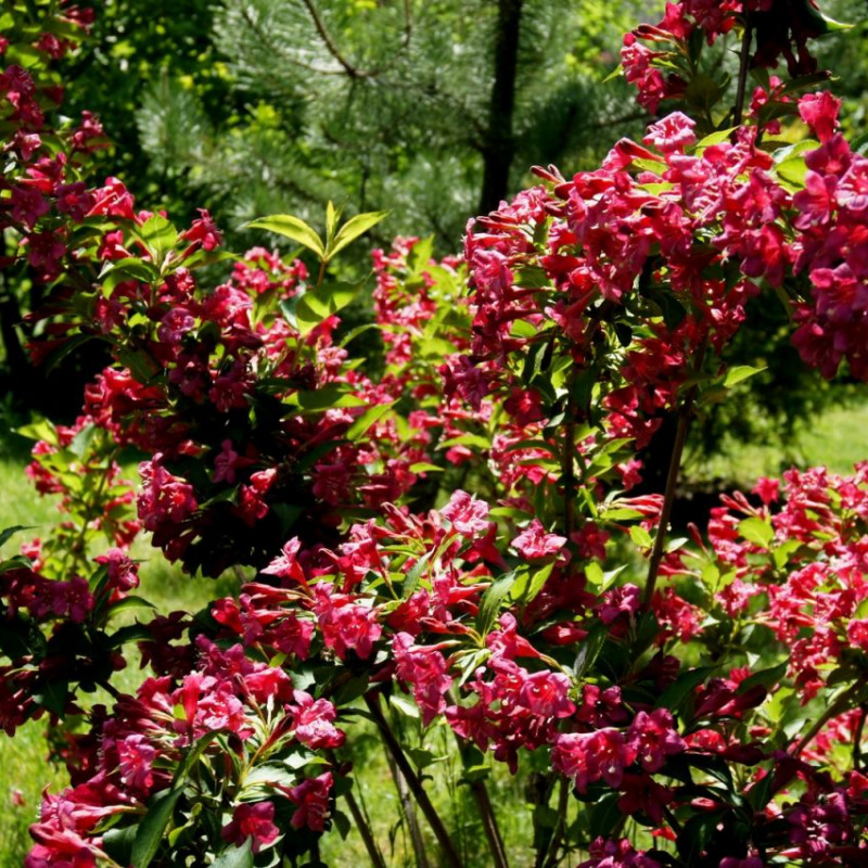 Вейгелa Bristol Ruby