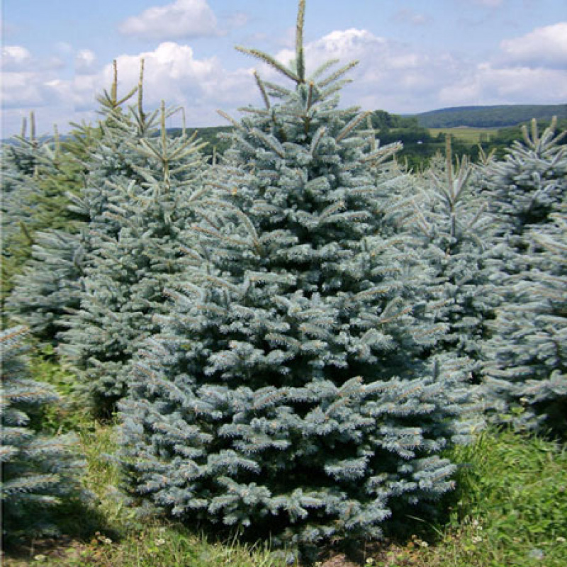 Ель колючая ф.голубая `Glauca`